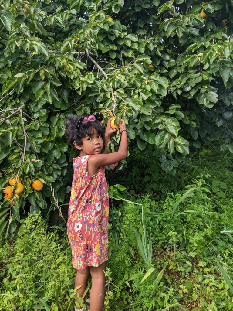 Lilou picking a persimmon