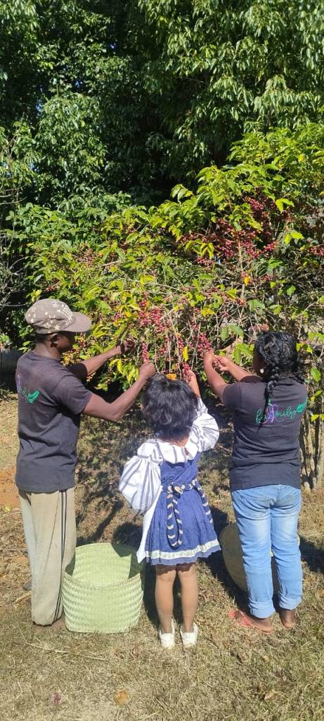 Coffee picking